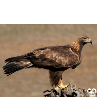 گونه عقاب طلایی Golden Eagle